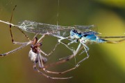 libellule et araignée