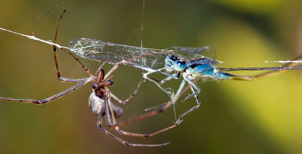 quel insecte mange les araignees